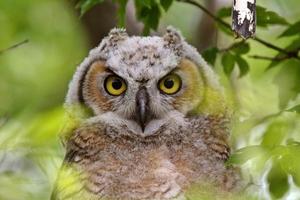 Great Horned Owl fledgling perched in tree photo