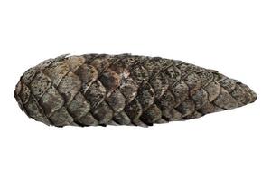 A fir a cone on a white background photo