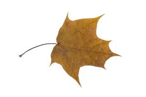 autumn dry maple leaf on a white background photo