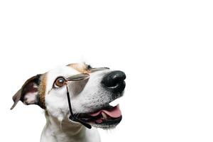 Jack Russell's muzzle with glasses funny, on a white background photo