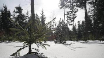 forêt de montagne d'hiver et blizzard de neige - journée ensoleillée video