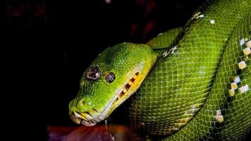 serpiente víbora verde foto