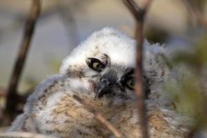 Great Horned Owlet in nest in Saskatchewan photo