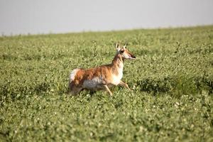 antílope hembra en un campo de guisantes de saskatchewan foto