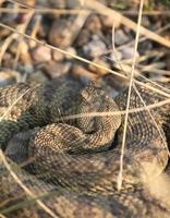 serpiente de cascabel enroscada al lado de una carretera de saskatchewan foto