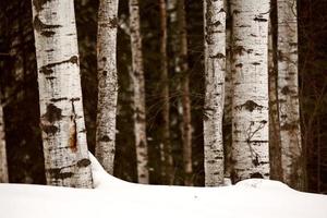 Aspen tree trunks in winter photo