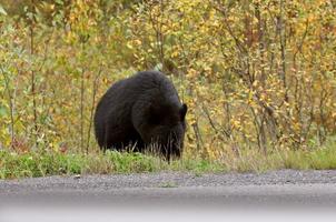 Black Bear along British Columbia highway photo
