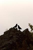 Ravens silhouetted on rocks photo
