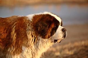 Big Saint Bernard dog near Saskatchewan pond photo