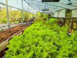 Hydroponic greenhouse Lettuce agriculture farm. rows of young  plants growing photo