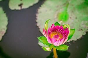 Pink lotus blossoms or water lily flowers blooming on pond. Summer Buddha worship decoration Background photo