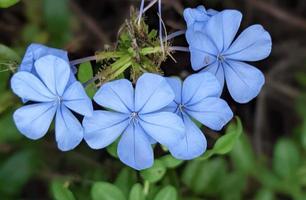 Plumbago auriculata, the cape leadwort, blue plumbago or Cape plumbago, spring blooming flower.
