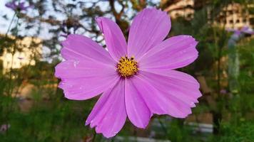 Cosmos bipinnatus, commonly called the garden cosmos, flower blooming in the garden photo