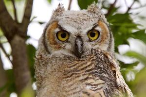 Great Horned Owl fledgling perched in tree photo