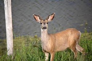 Ciervo bura junto a un estanque de saskatchewan foto