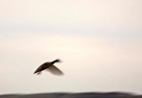 Blurred image of duck in flight photo