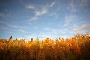 Changing leaves of autumn in Saskatchewan photo