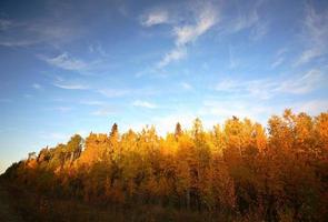 Changing leaves of autumn in Saskatchewan photo