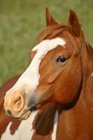 Close up of a horse in scenic Saskatchewan photo