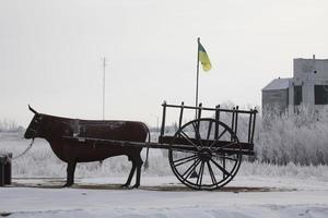 Ox and Red River Cart at  Aylesbury photo