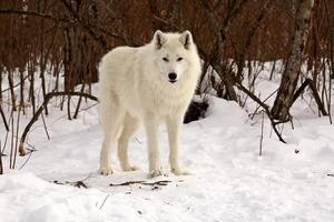 Arctic Wolf in winter photo