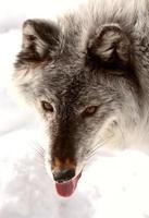 Closeup of Gray Wolf photo