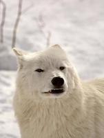 Arctic Wolf in winter photo