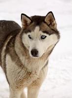 Siberian Husky in winter photo