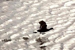 Waterhen taking flight from roadside pond photo