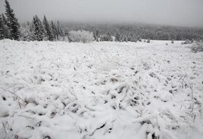 día de invierno en las colinas de cipreses de saskatchewan foto