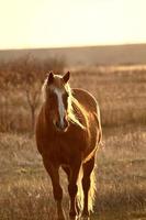 Horse in pasture photo