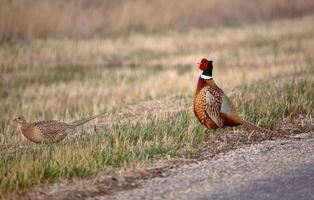 Male and female Ring necked Pheasants beside a country road photo