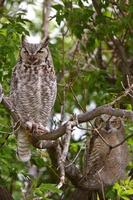two Great Horned Owl fledglings perched in tree photo