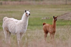 Adult and young lamas in Saskatchewan pasture photo