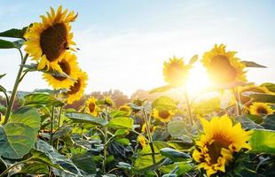 flor de girasol amarilla y naranja brillante en el campo de girasol. hermoso paisaje rural de campo de girasol en un día soleado de verano. hermosa flor de girasol en el campo de la granja. foto