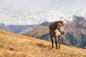 A bay and white colored horse with a long Blonde mane photo