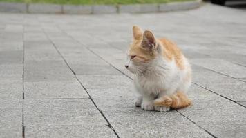 un pequeño gatito rojo tirado en la calle solo se sienta en la carretera video