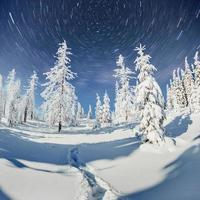 Dairy Star Trek in the winter woods. Dramatic and picturesque scene. In anticipation of the holiday. photo