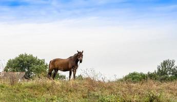 Beautiful wild brown horse stallion on summer flower meadow photo