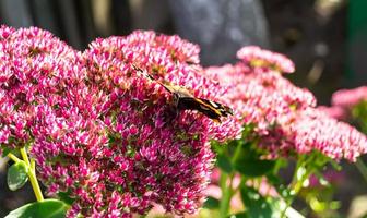 Photography to theme beautiful black butterfly Monarch photo