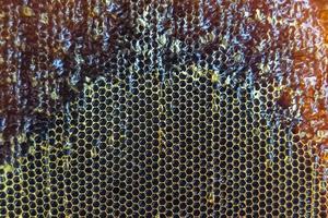 Honeycomb from bee hive filled with golden honey photo