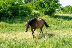 Beautiful wild brown horse stallion on summer flower meadow photo