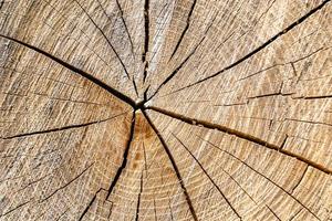 Beautiful wooden fracture old oak, natural texture close up photo