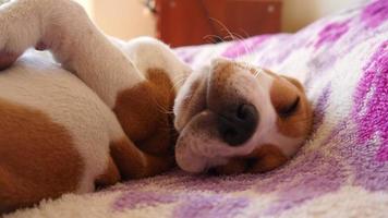 kleine puppy beagle hond slaapt op een bed video