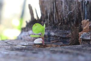 a small tree that grows from a tree embankment that has been cut down photo