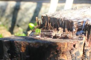 un árbol pequeño que crece en un terraplén de árboles que ha sido talado foto