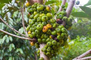 Ficus Nota fruit that is still green and yellow photo