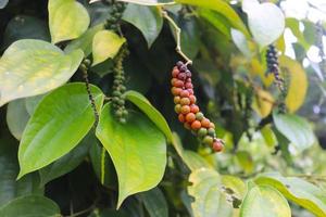 red pepper fruit that is still attached to the tree photo