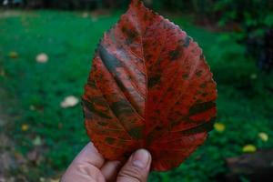 una hoja roja con un patrón rojo sobre un fondo de hierba verde foto