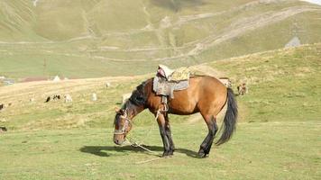 paarden onder het zadel staat in de bergen van de Kaukasus, Georgië video